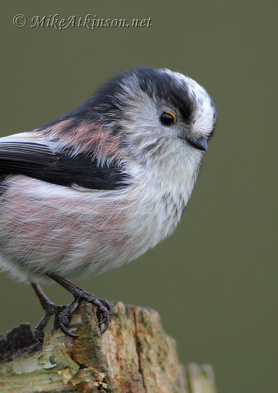Long-tailed Tit