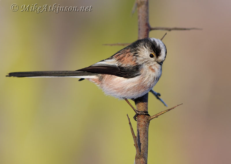 Long-tailed Tit