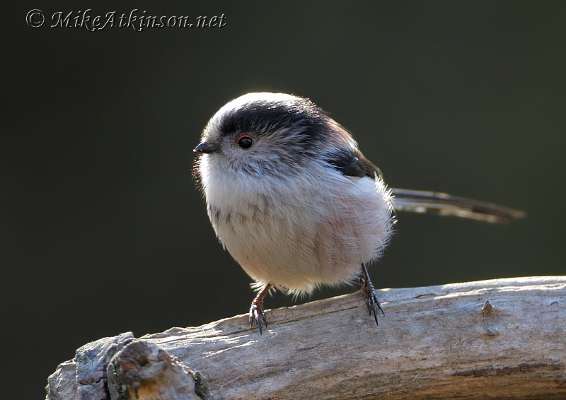 Long-tailed Tit