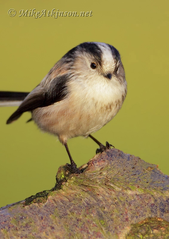 Long-tailed Tit