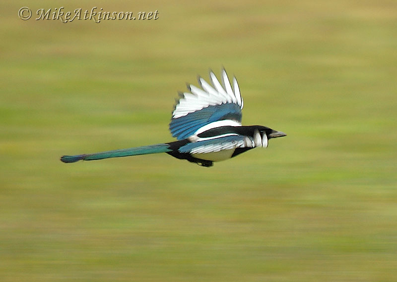 Magpie
