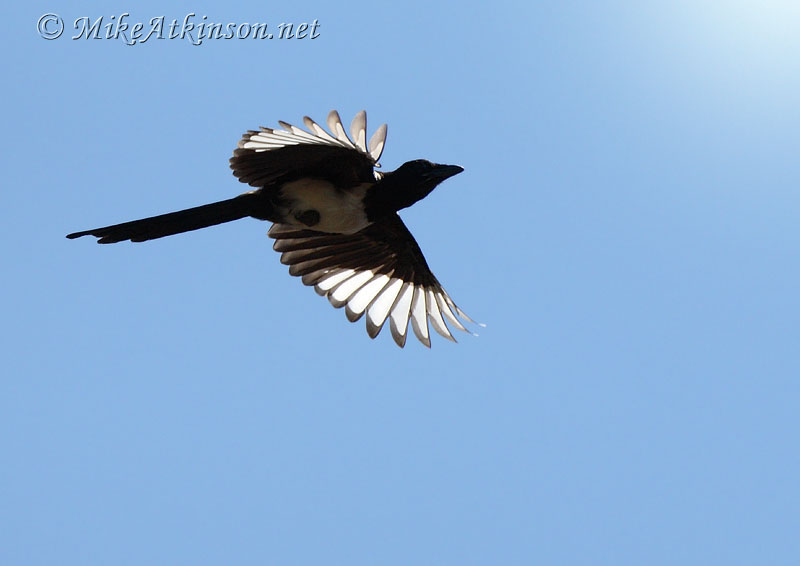 Magpie