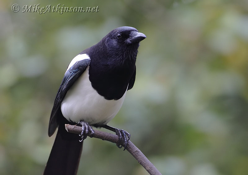 Magpie