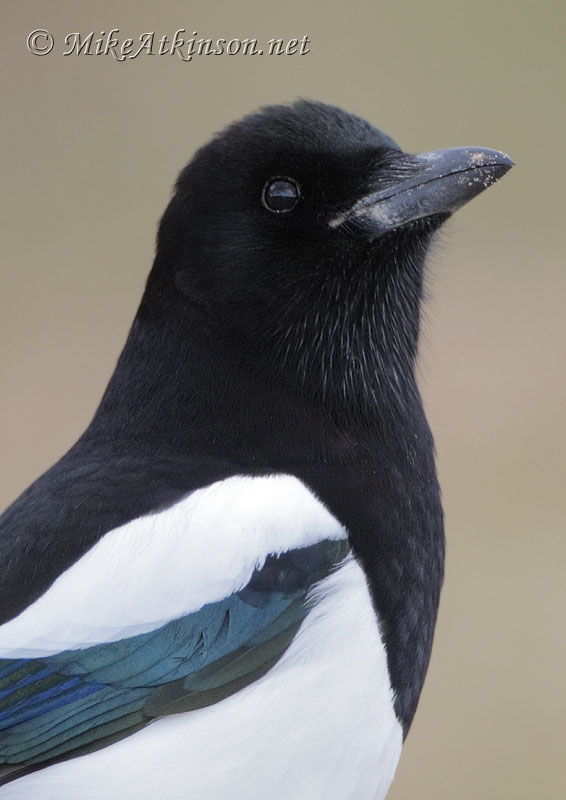 Magpie