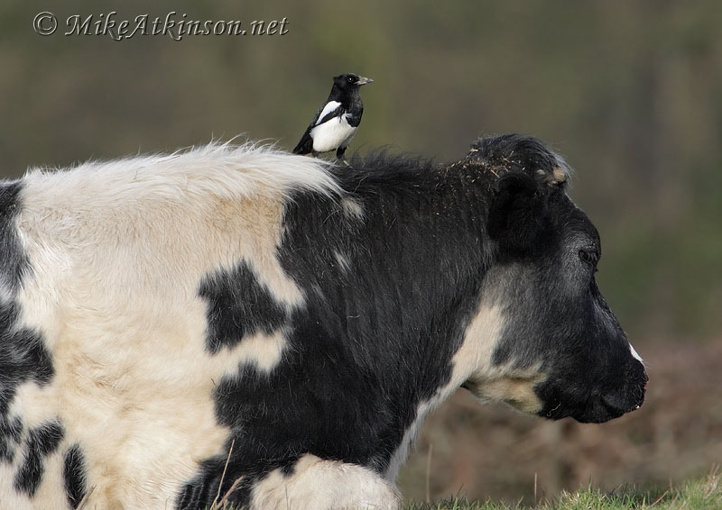 Magpie
