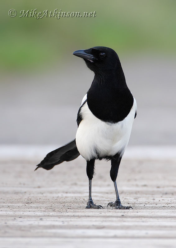 Magpie