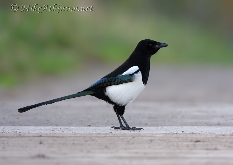 Magpie