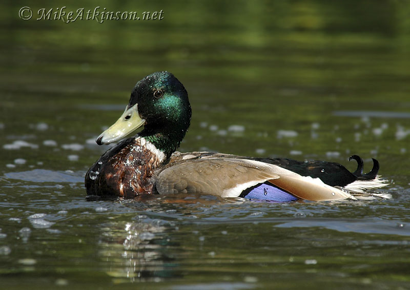 Mallard