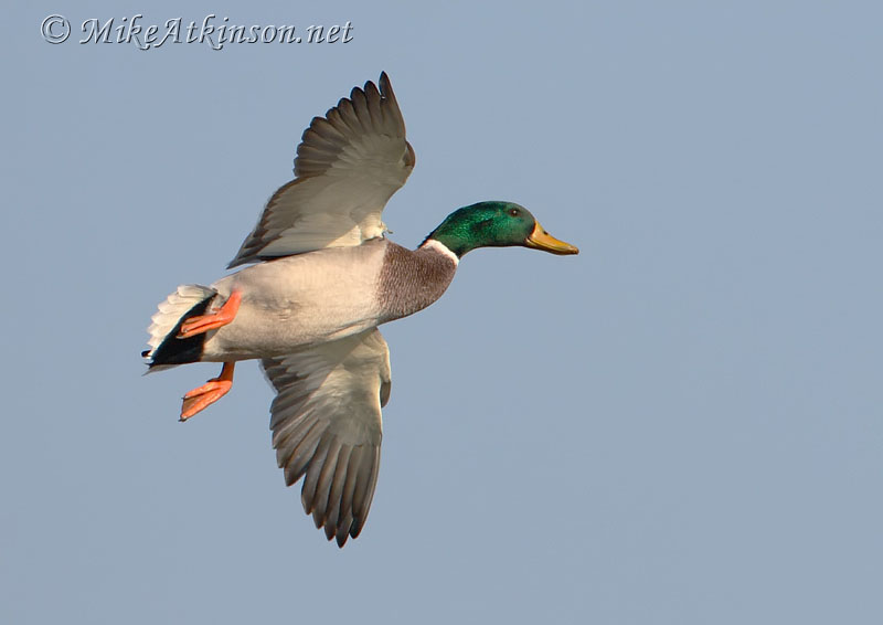 Mallard
