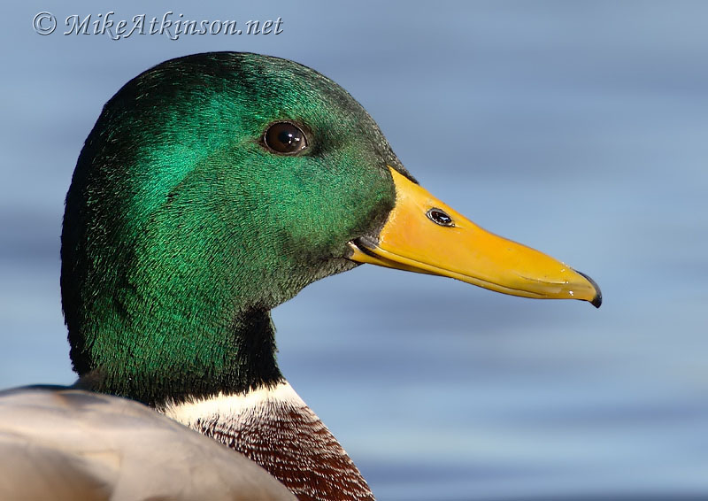 Mallard