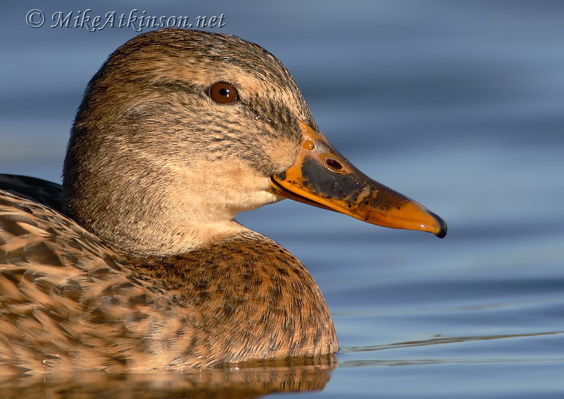 Mallard