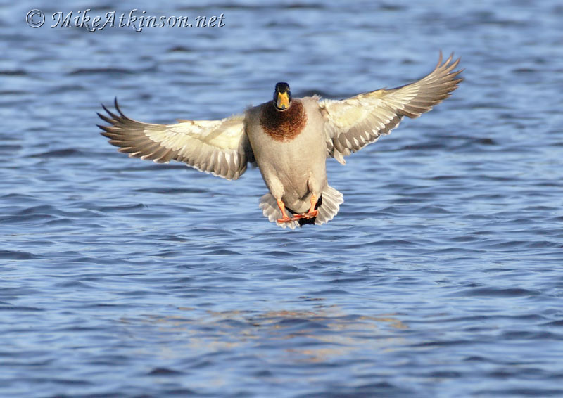 Mallard