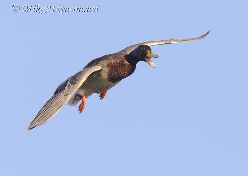 Mallard
