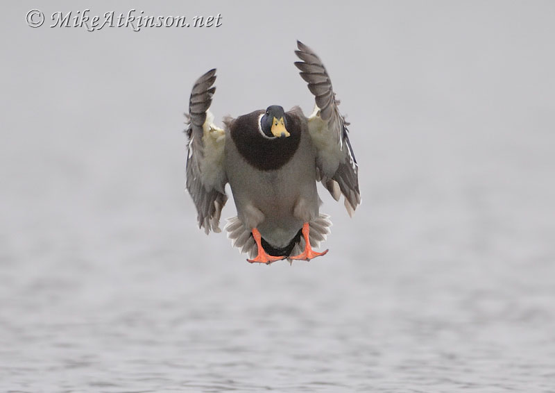 Mallard