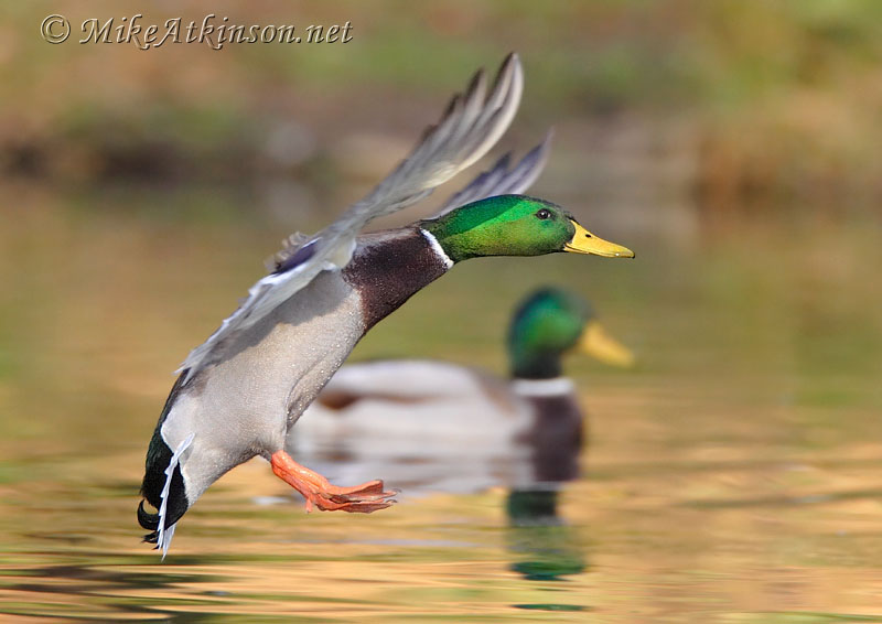 Mallard