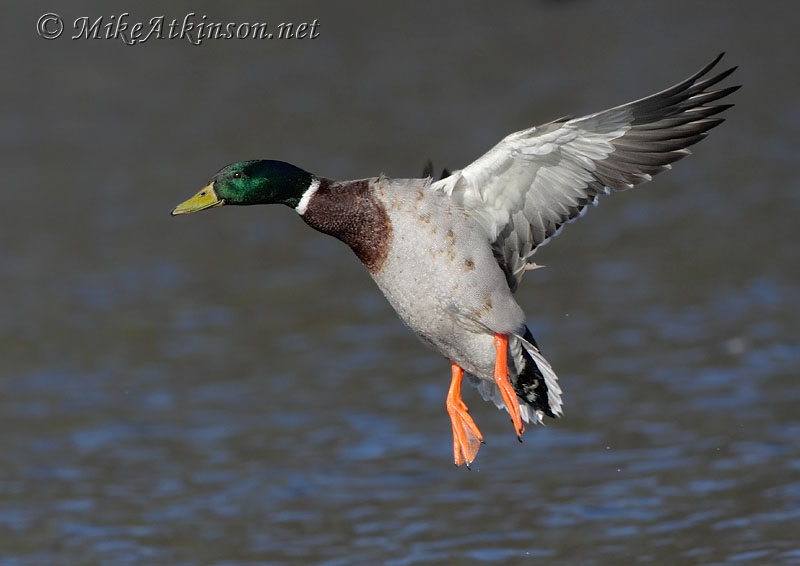 Mallard