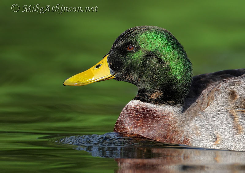 Mallard