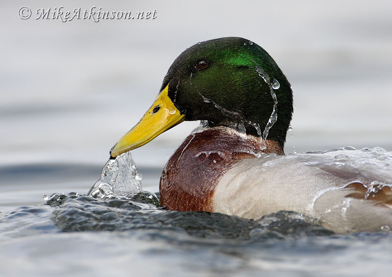 Mallard