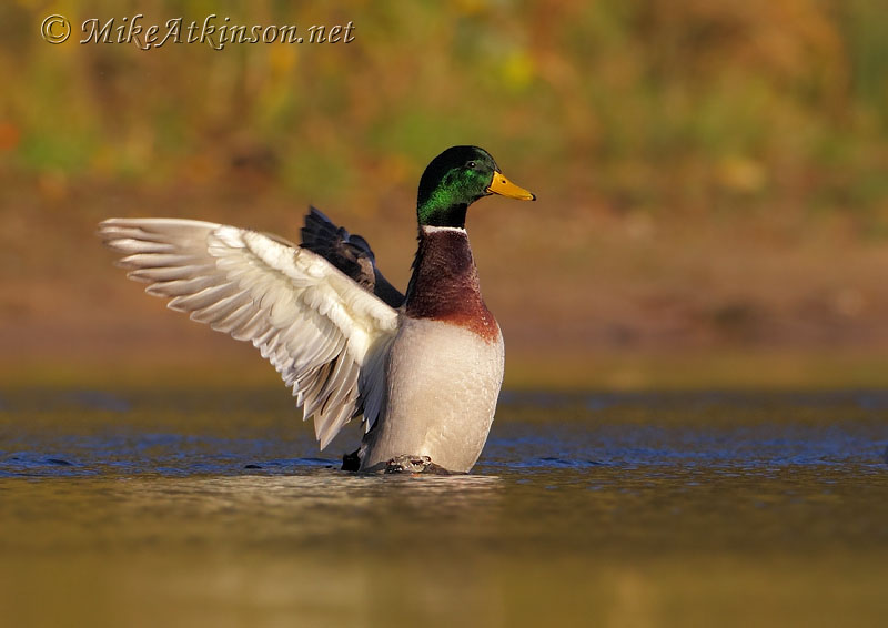 Mallard