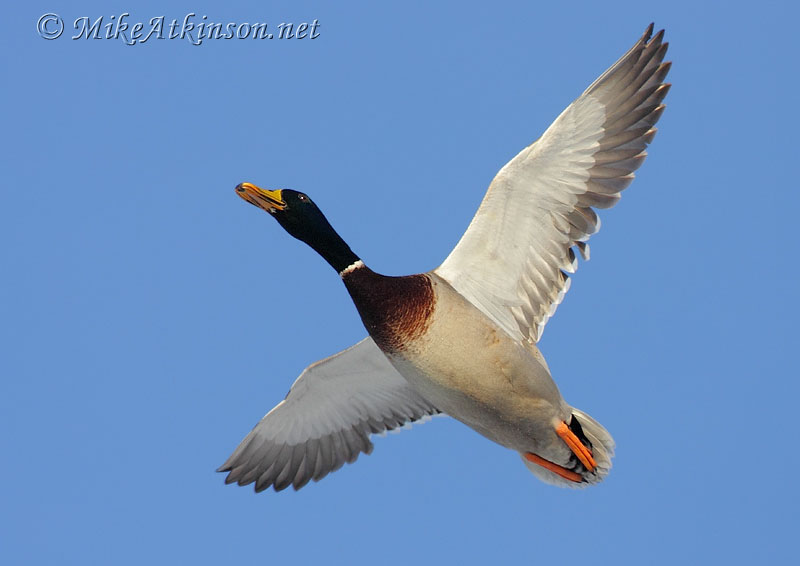 Mallard