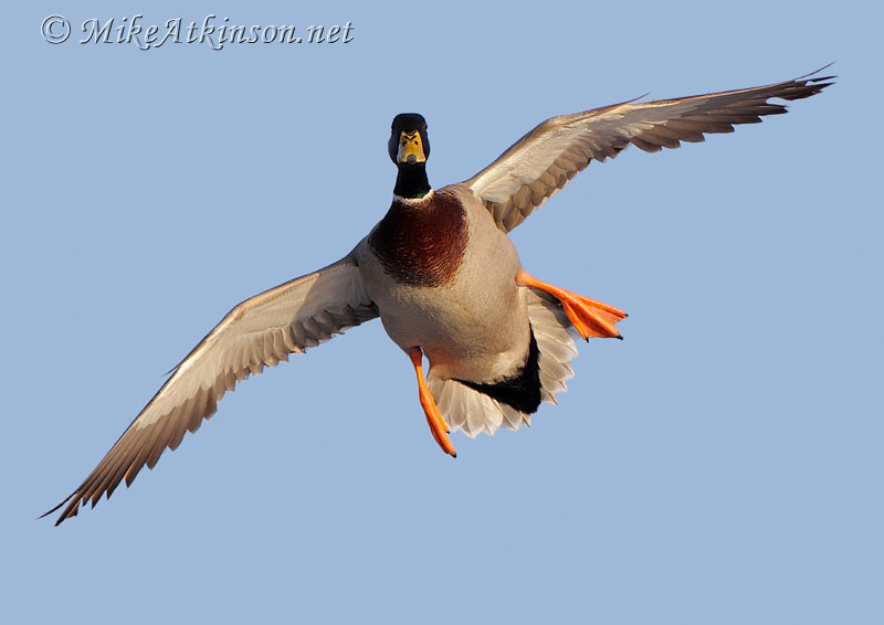 Mallard