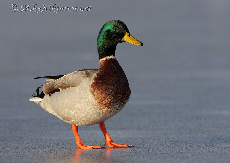 Mallard