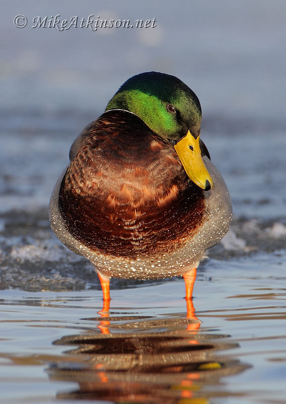Mallard