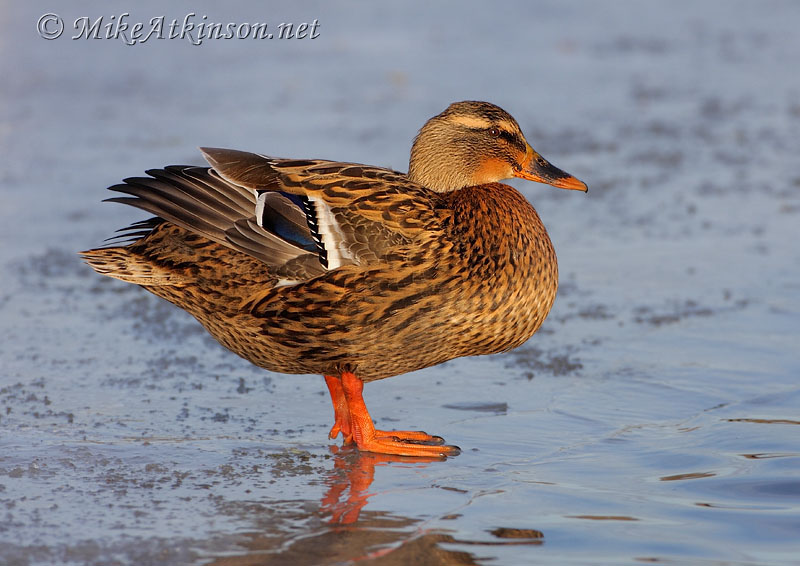 Mallard