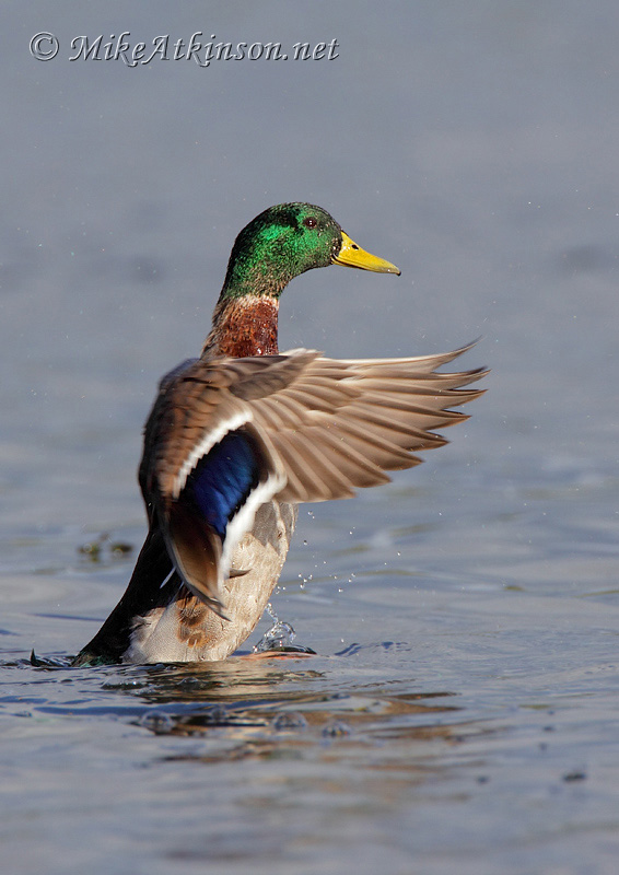 Mallard