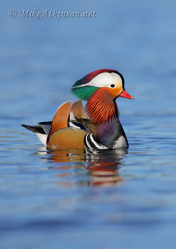 Mandarin Duck