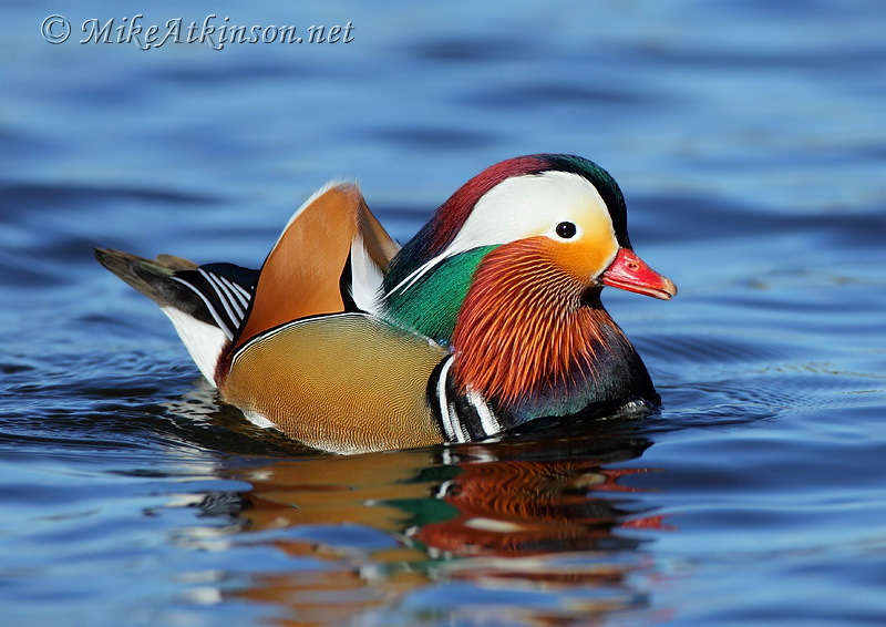 Mandarin Duck