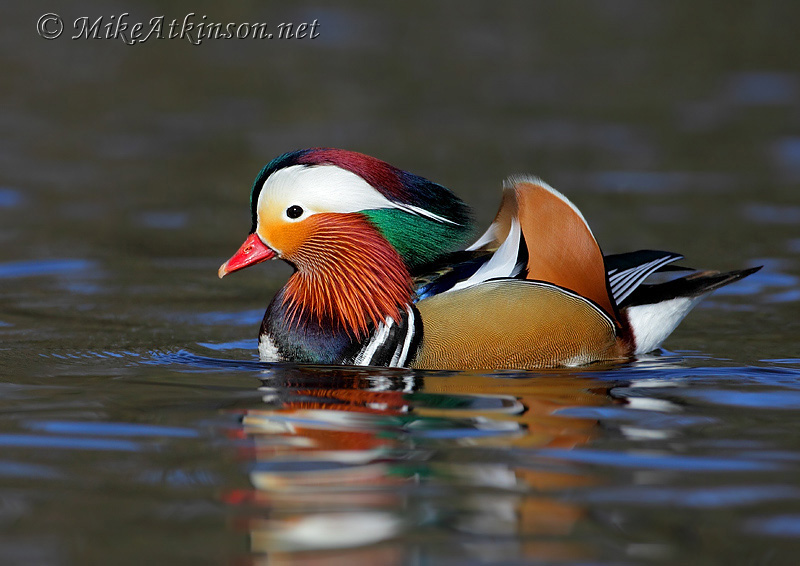 Mandarin Duck
