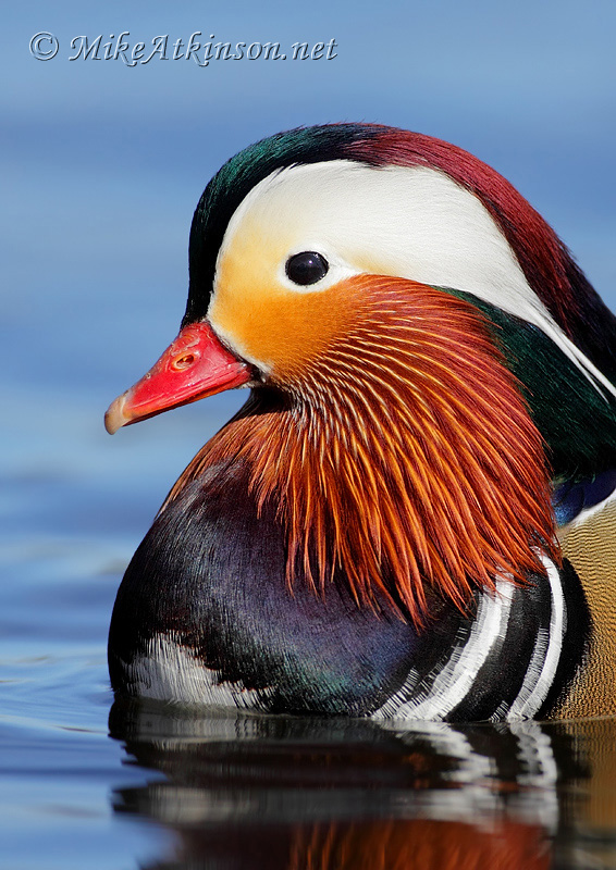 Mandarin Duck