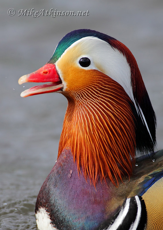 Mandarin Duck