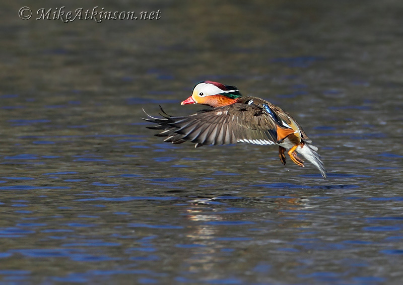 Mandarin Duck