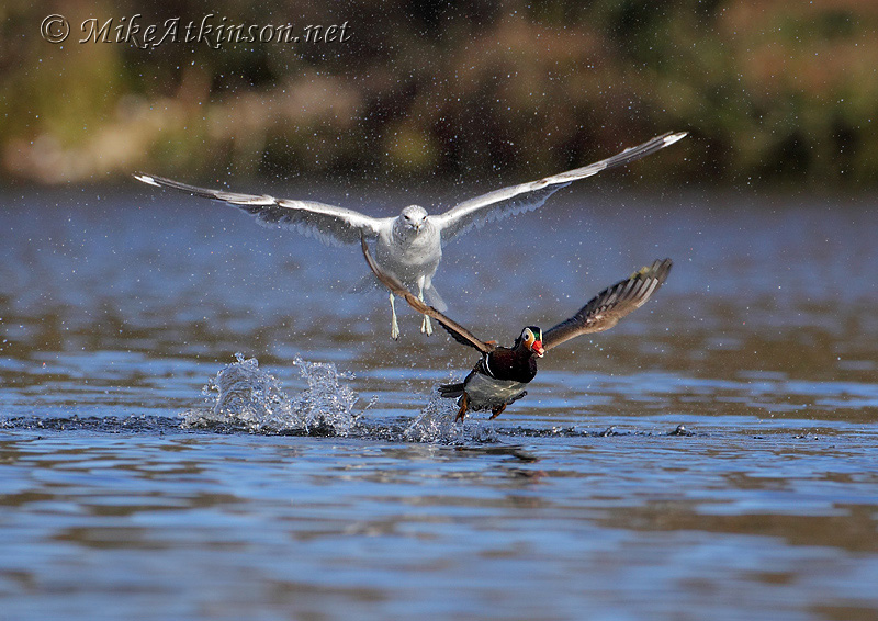 Mandarin Duck