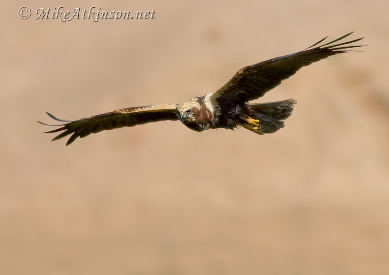 Marsh Harrier