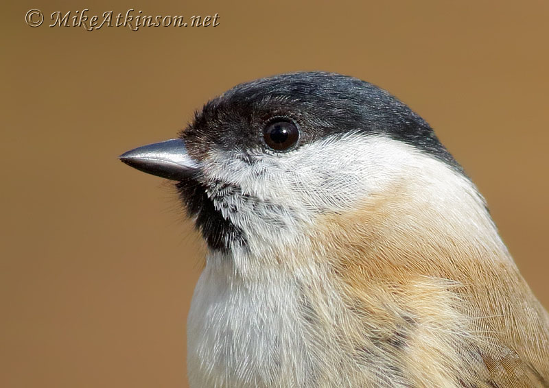 Marsh Tit