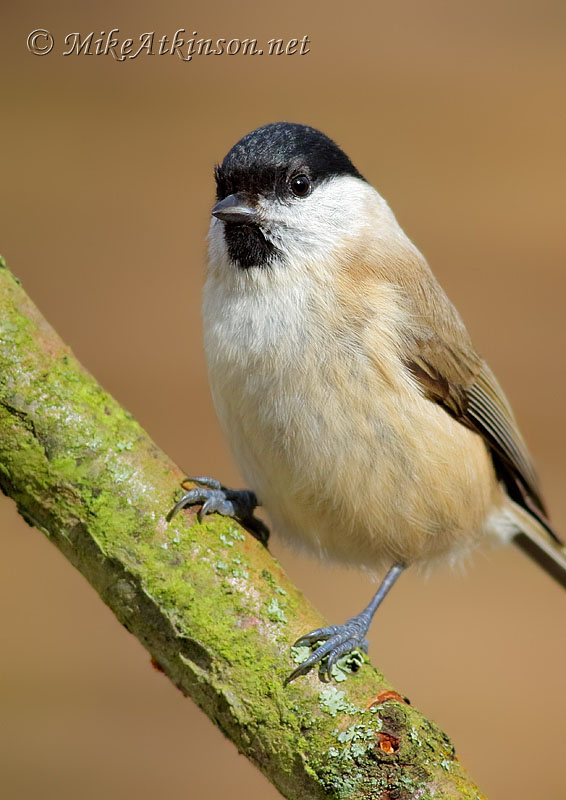 Marsh Tit