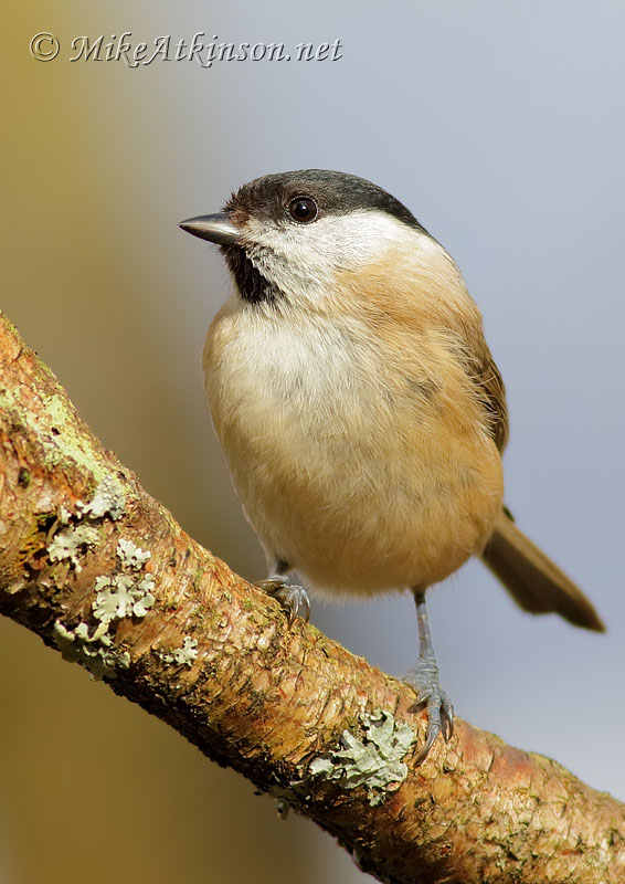 Marsh Tit
