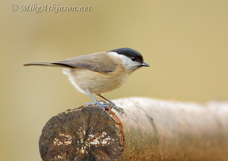 Marsh Tit