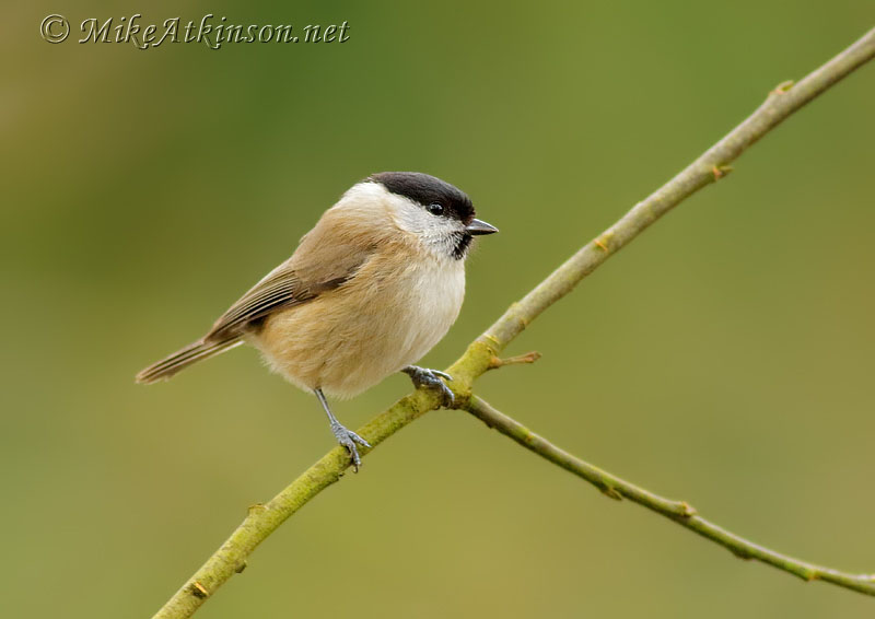 Marsh Tit