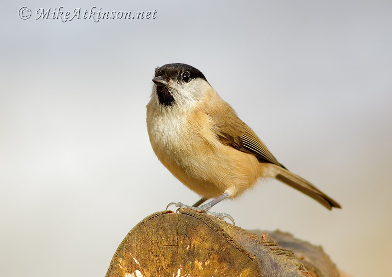 Marsh Tit