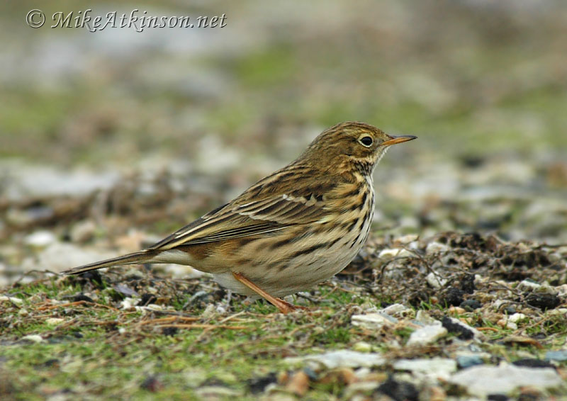 Meadow Pipit