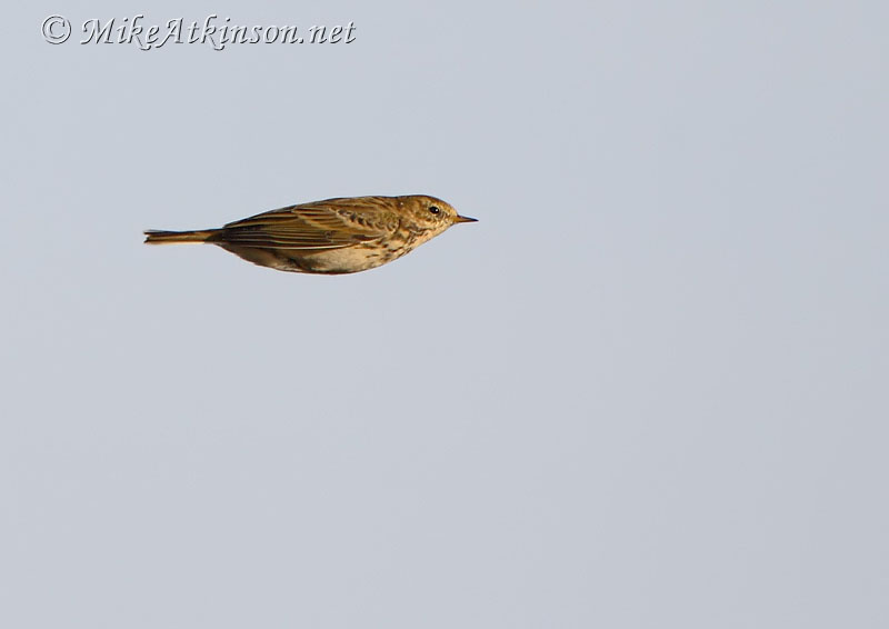 Meadow Pipit
