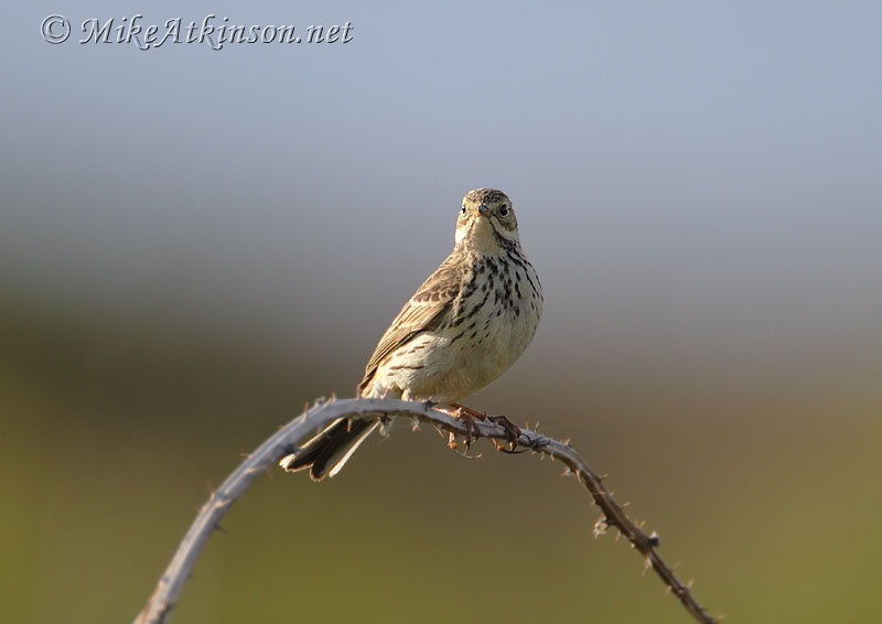 Meadow Pipit