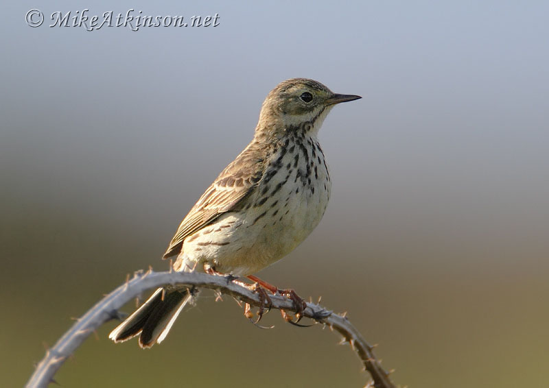 Meadow Pipit