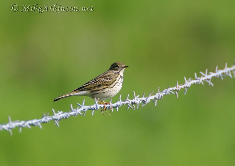 Meadow Pipit