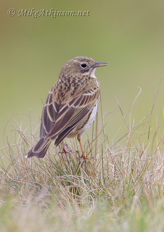 Meadow Pipit