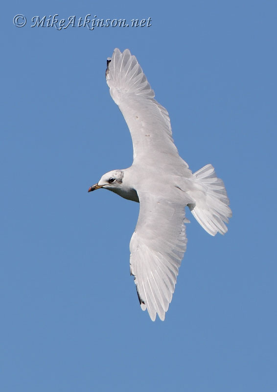 Mediterranean Gull